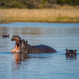 Hippos in river at the Moremi Game Reserve, Botswana.
