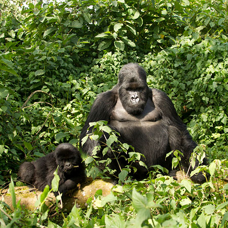Endangered mountain gorillas in Rwanda's Volcanoes National Park.
