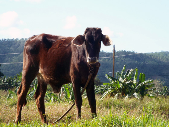 Young bull on a farm in Vinales Valley Cuba with GeoEx.