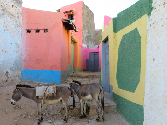 Running in to some of the local wildlife in the streets of old town Harar, Ethiopia with GeoEx. 