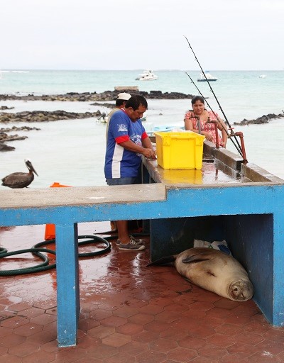 Sea lion sleeps under counter at Puerto Ayora fish market on Santa Cruz Island: Galapagos Cruises with GeoEx