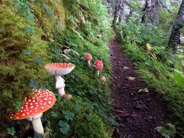 Wild mushrooms growing along a hiking trail in Alaska with GeoEx.