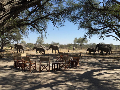 Elephants Visit Camp in Botswana Africa with GeoEx