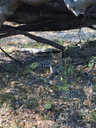 Leopard Sighting in Botswana Africa with GeoEx