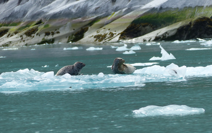 Seals on floating ice of the Inside Passage | Alaska Small Ship Cruises with GeoEx