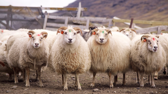 The importance of the sheep industry in Iceland with GeoEx
