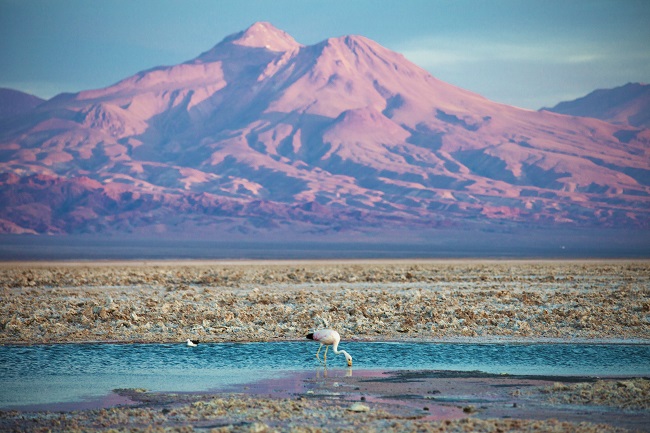 Flamingo feeds in a lake before an Atacama Desert volcano | GeoEx Adventure Travel