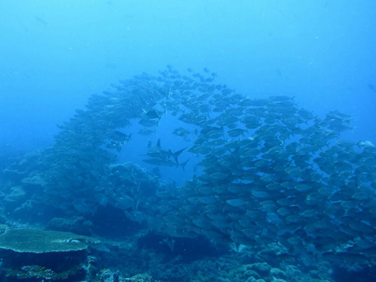 School of fish on Palau Island with GeoEx