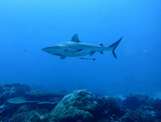Diving with sharks in Palau with GeoEx