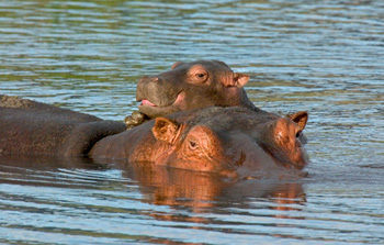 View hippos in Kenya with GeoEx