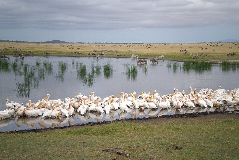 Watering hole rich with wildlife in Amboseli National Park, Kenya