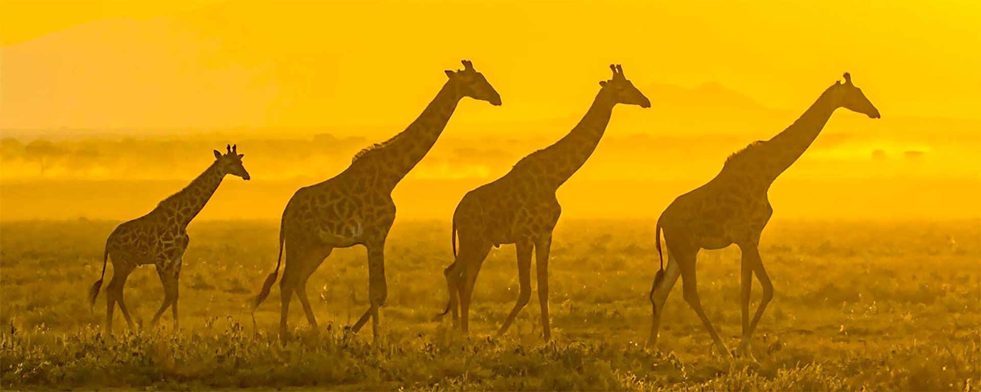 Giraffes walking at sunrise in the Serengeti, Tanzania