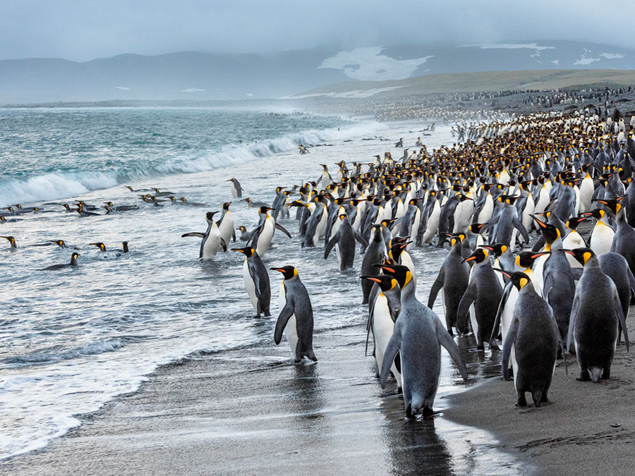 Penguins on South Georgia Beach near Antarctica