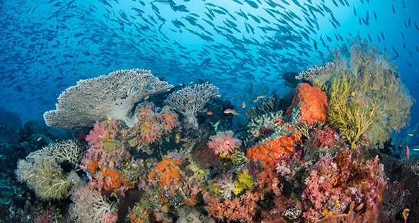Fish schooling around a coral reef in Papua New Guinea