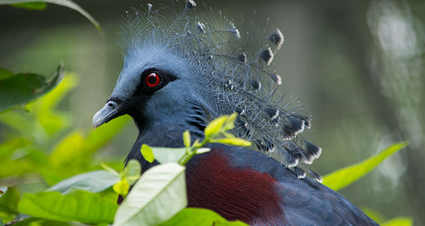 Victoria Crowed-Pigeon (Goura Victoria) in Papua New Guinea