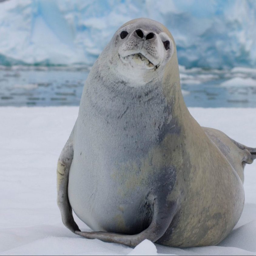 Crabeater seal resting on sea ice, Antarctica with GeoEx