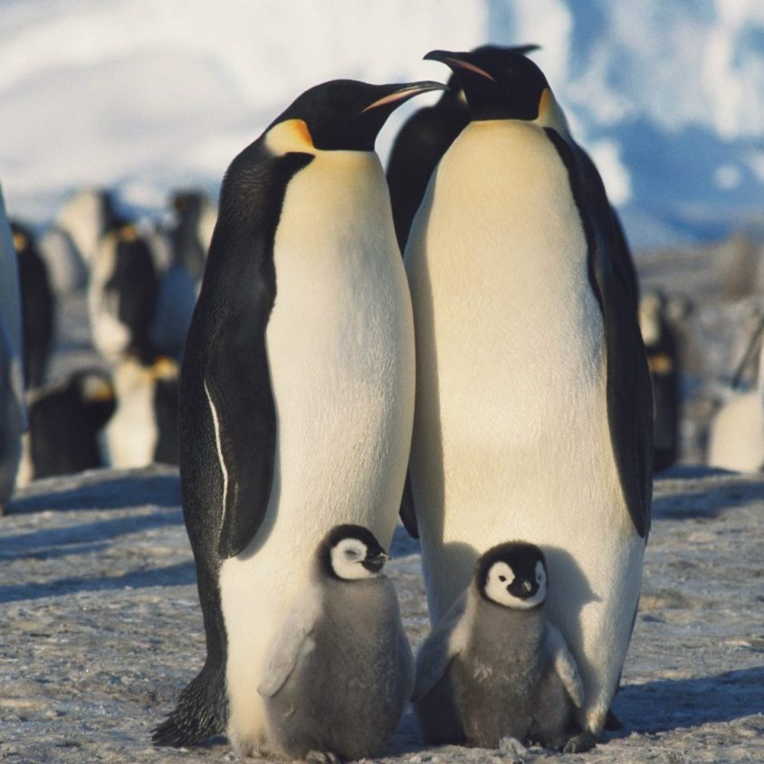 Herd of Emperor Penguins in winter, Antarctica, South Pole with GeoEx