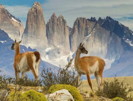Guanacos in field, Torres del Paine, Patagonia