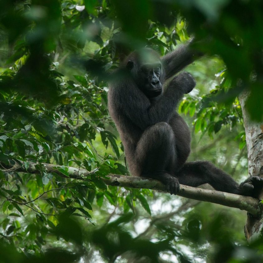Western lowland gorilla, Kokoua National Park, Congo