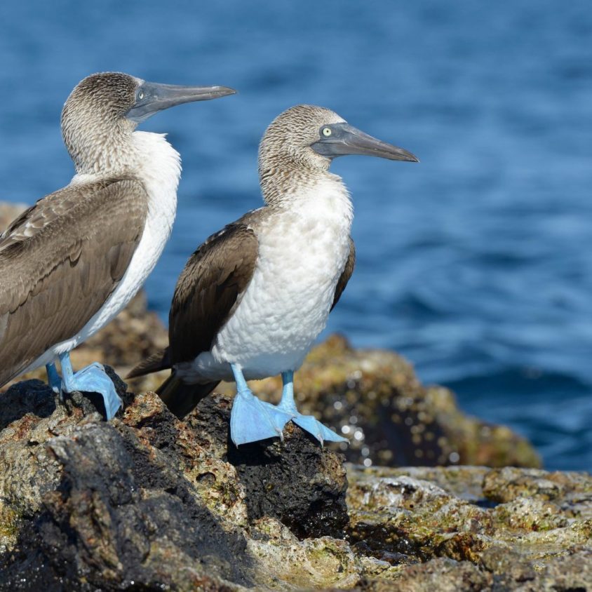 Two blue-footed boobies on Isabela Island. Galapagos & Ecuador