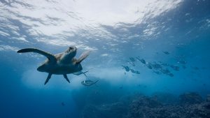 Underwater view of Pacific sea turtle off Darwin Island, Galapagos