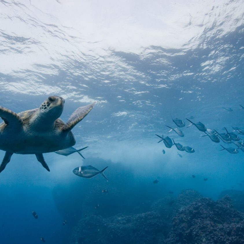 Underwater view of Pacific sea turtle off Darwin Island, Galapagos