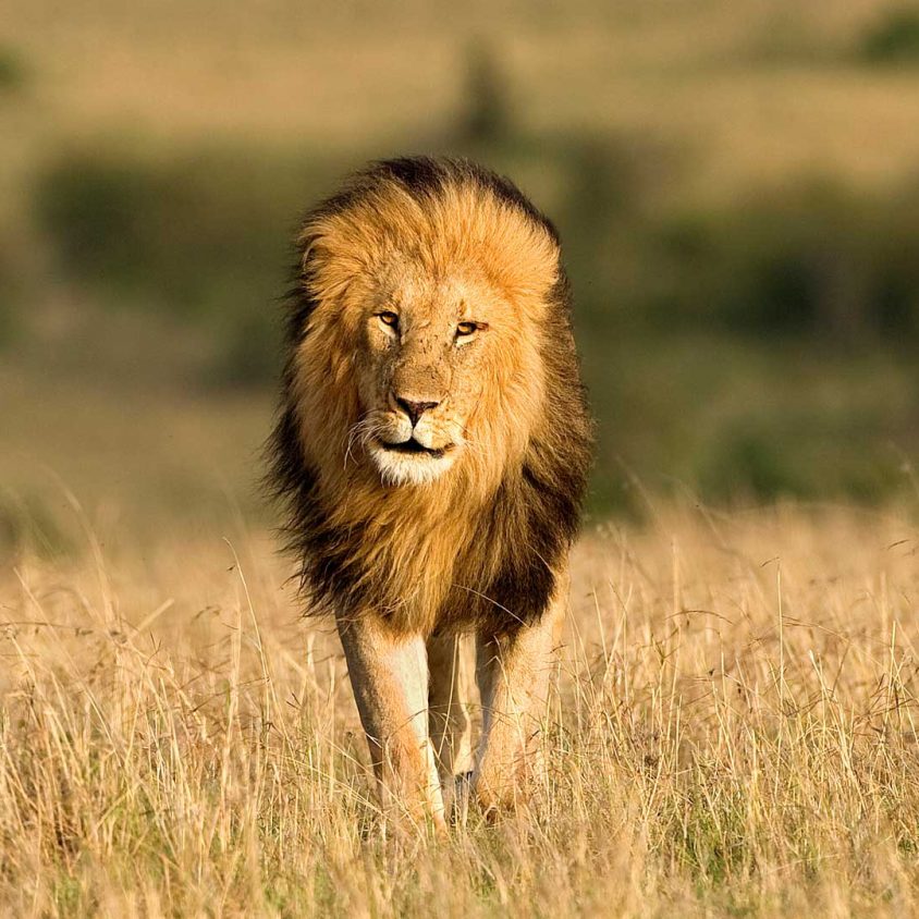 A male lion walking through the grass in the Masai Mara, Kenya