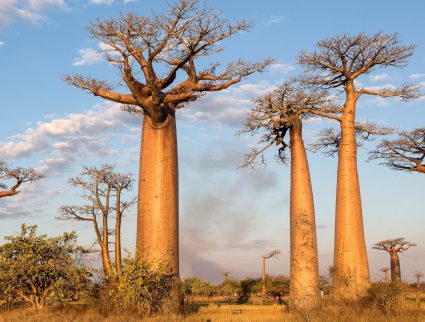 Avenue of the Baobabs at sunset, Madagascar