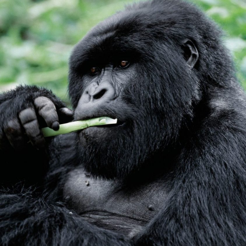 A male mountain gorilla eating a plant stem in Volcanoes National Park, Rwanda