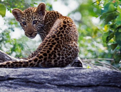 Leopard cub at Sabi Sands Game Reserve, South Africa