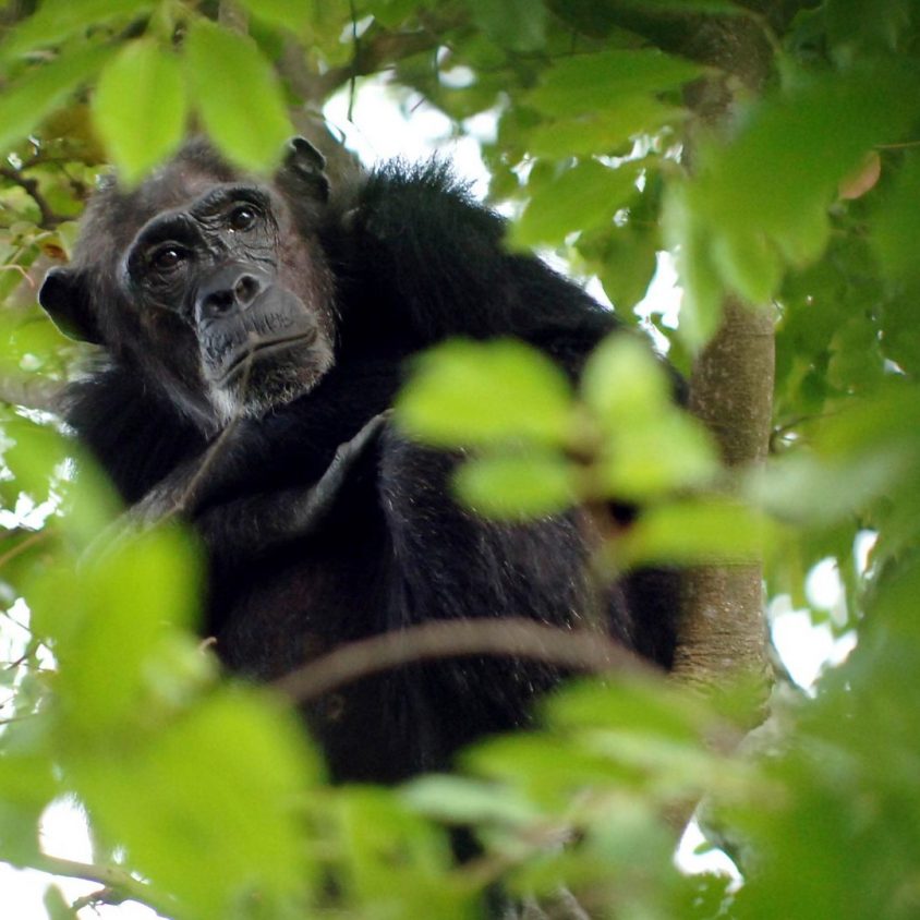 Chimpanzee in the bush at Mahale Mountains National Park, Tanzania