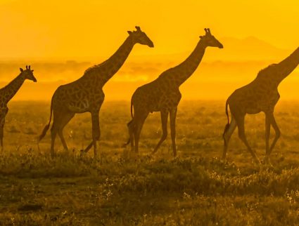 Masai giraffes walking in front of the rising sun in the Serengeti, Tanzania
