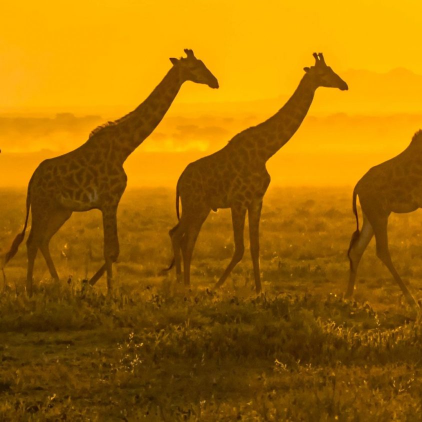 Masai giraffes walking in front of the rising sun in the Serengeti, Tanzania