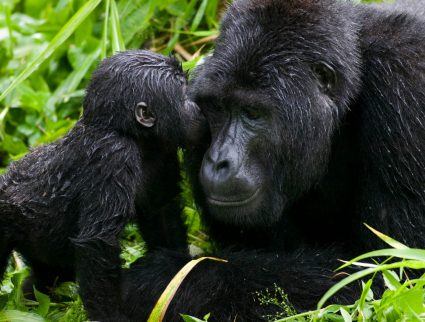 Infant mountain gorilla kisses silverback Bwindi Impenetrable National Park, Uganda