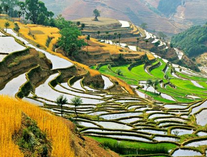 Green and gold fields of autumn in Hani people's Cloudy Sea Terrace, in Yunnan, China, with GeoEx