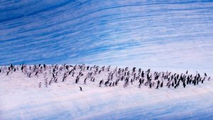 Chinstrap penguins on an iceberg, Antarctica with GeoEx