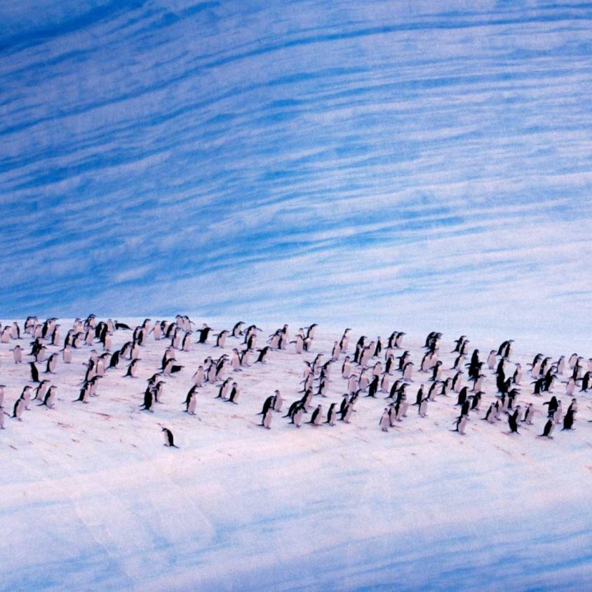 Chinstrap penguins on an iceberg, Antarctica with GeoEx