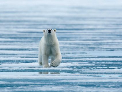 Polar bear walking on fjord ice, North Pole expedition with GeoEx