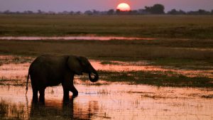 Chobe, Botswana. An elephant at sunset on the Chobe River.
