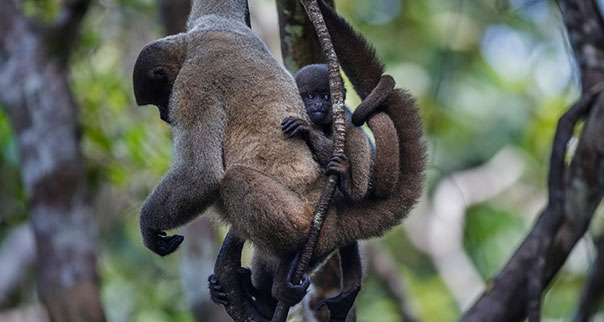Woolly monkeys in Amazon, Brazil