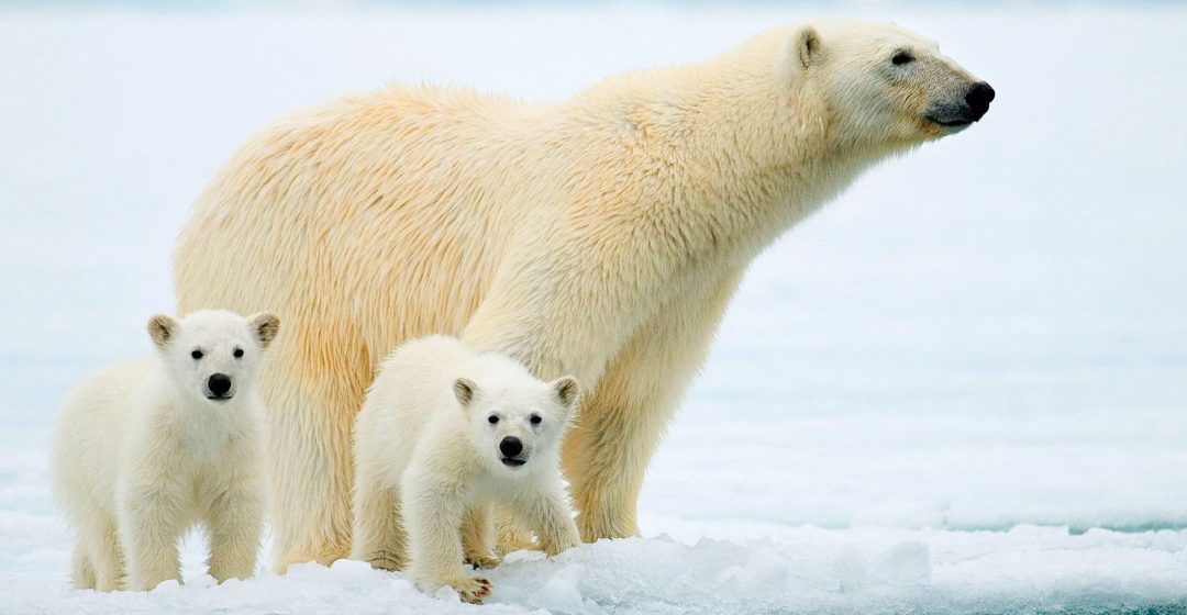 Polar bear mother and twin cubs hunting on the pack ice, Svalbard Archipelago, Arctic Norway