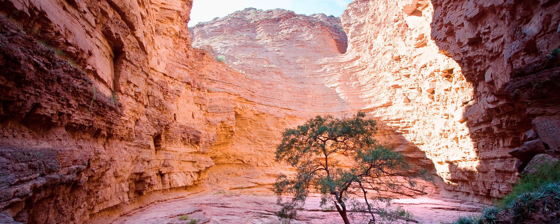 A tree stands in the Garganta del Diablo canyon near Salta, Argentina