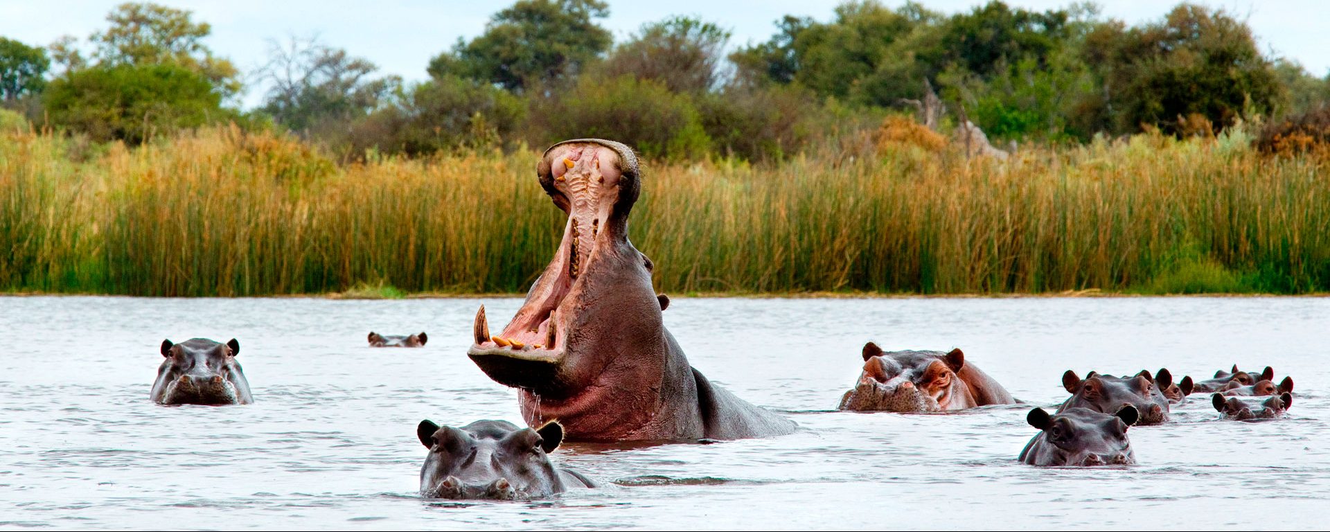 Hippos wading in a river in the Okavango Delta, Botswana