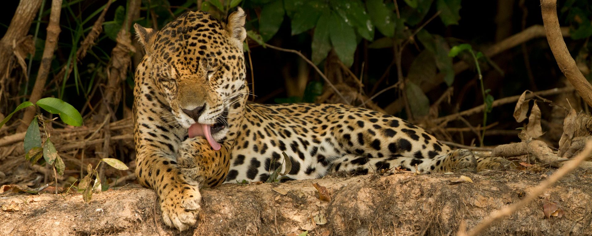 Jaguar grooming itself in the Pantanal, Brazil