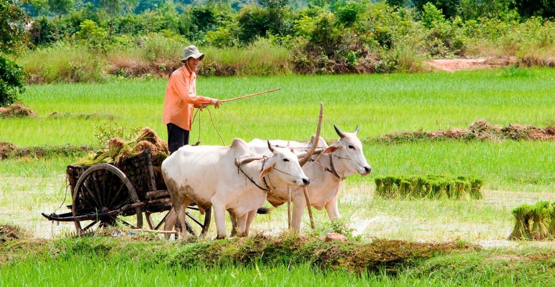 Man drives ox cart through rice fields near Tonle Bati, Cambodia