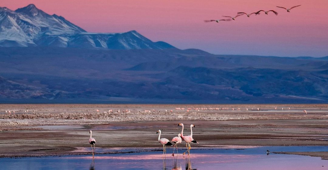 Mountain and lake with flamingos at sunset, Chile