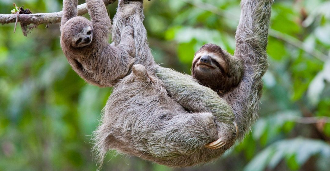Mother and baby sloths hang on branch in the jungle of Corcovado National Park, Costa Rica
