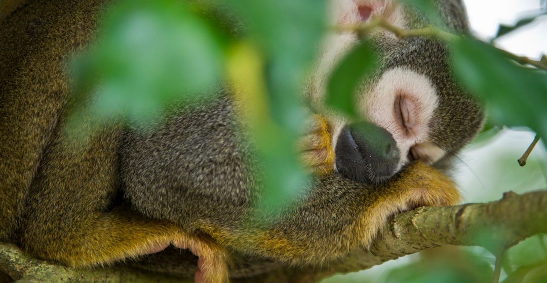 Common squirrel monkey sleeping in tree, Yasuni National Park, Ecuador