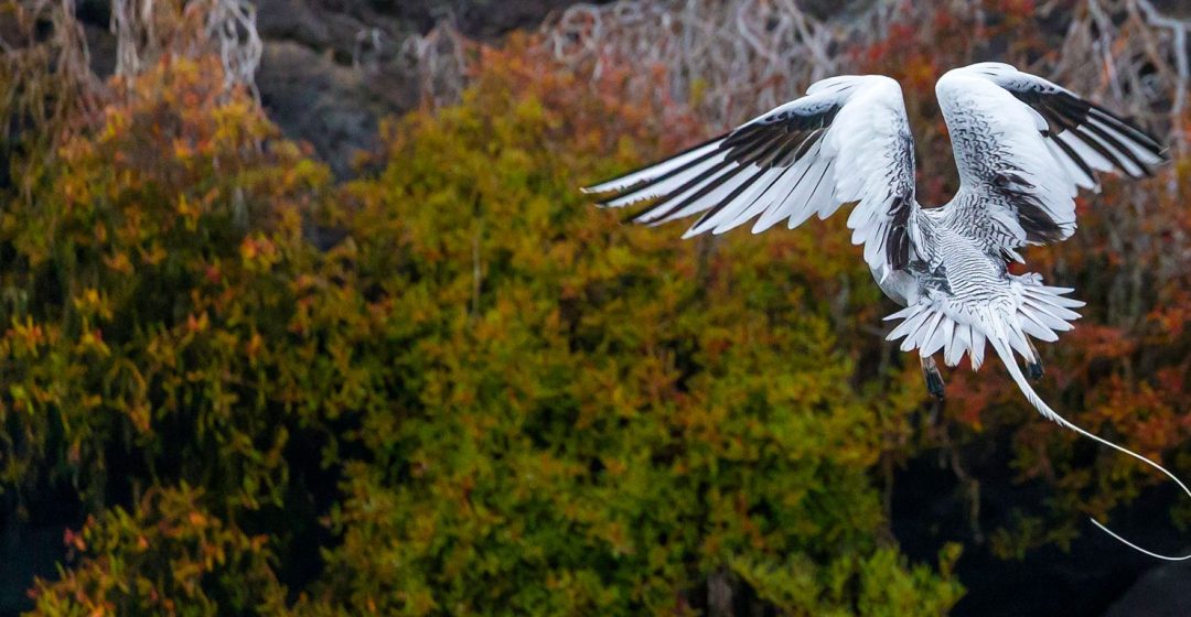 Red-billed tropicbird hovers among the rocky cliffs of the Galapagos Islands, Ecuador