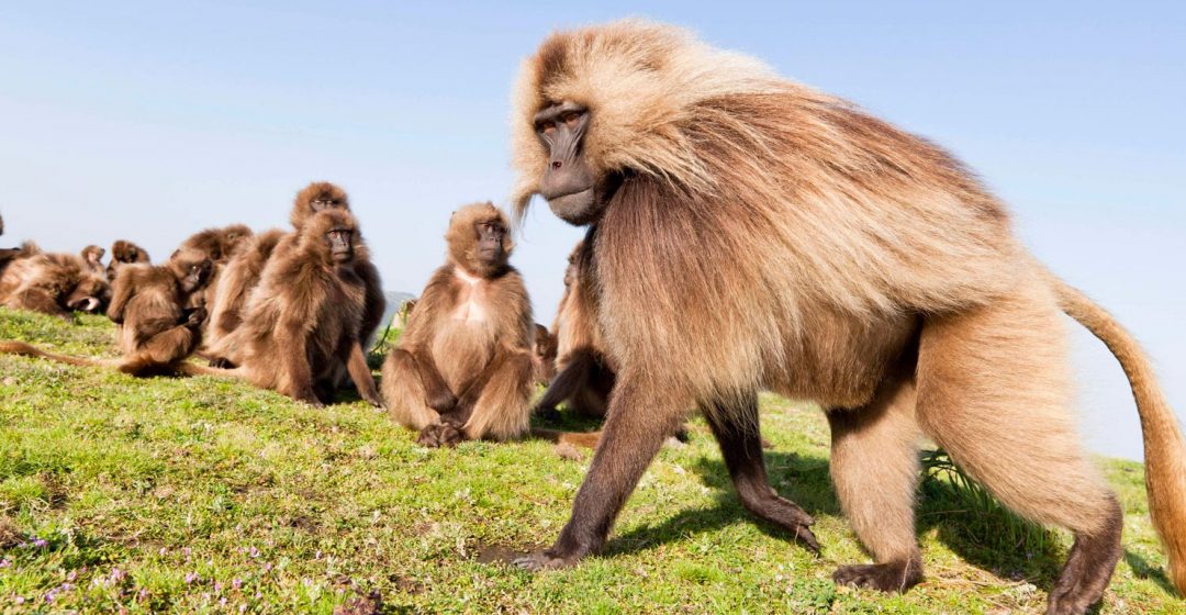 Gelada baboons in the Simien Mountains, Ethiopia
